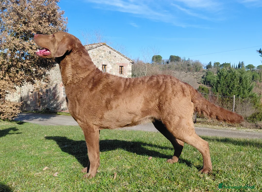 Chesapeake Bay Retriever cani in vendita: Cuccioli disponibili Chesapeake Bay Retriever  - Annuncio 2