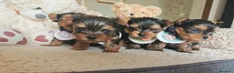 Yorkshire cani in vendita: Cuccioli di Yorkshire Terrier in Ottima Salute - Annuncio 18