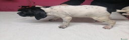 Pointer cani in vendita: POINTER INGLESE - Annuncio 3