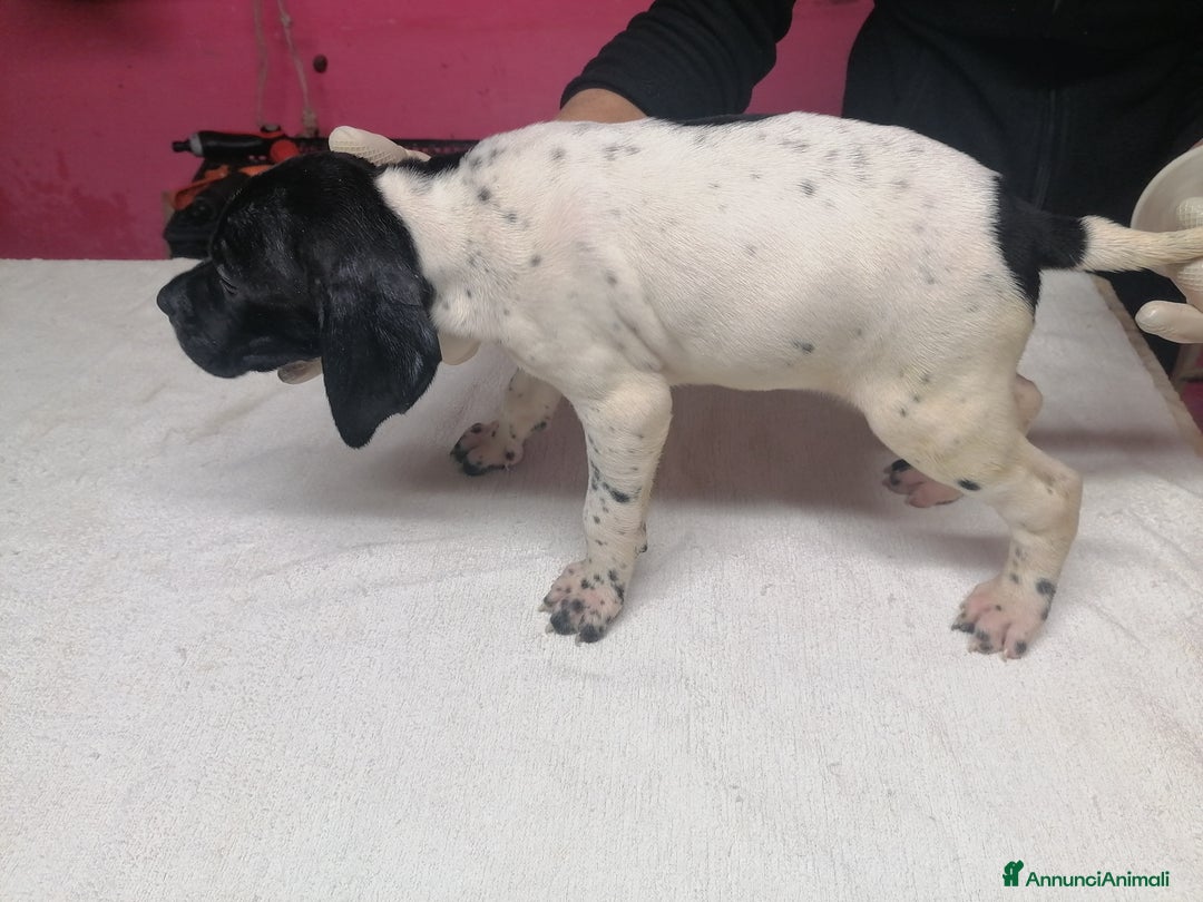 Pointer cani in vendita: POINTER INGLESE - Annuncio 3