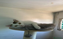 Europeo gatti in regalo: Giovane gatta bianca dolcissima a Metropolitan City of Rome Capital - Immagine 6