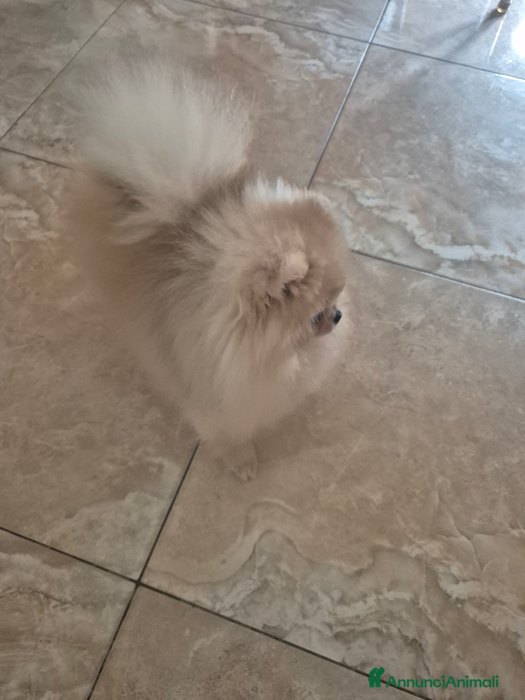 Spitz cani per accoppiamento: Spitz pomerania maschio per monta - Annuncio 5