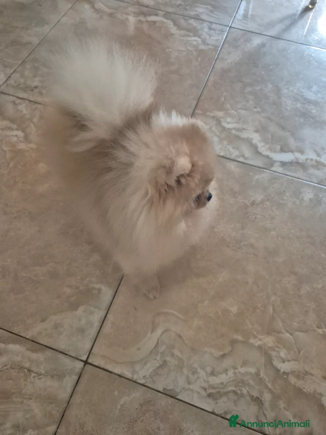 Spitz cani per accoppiamento: Spitz pomerania maschio per monta - Annuncio 5