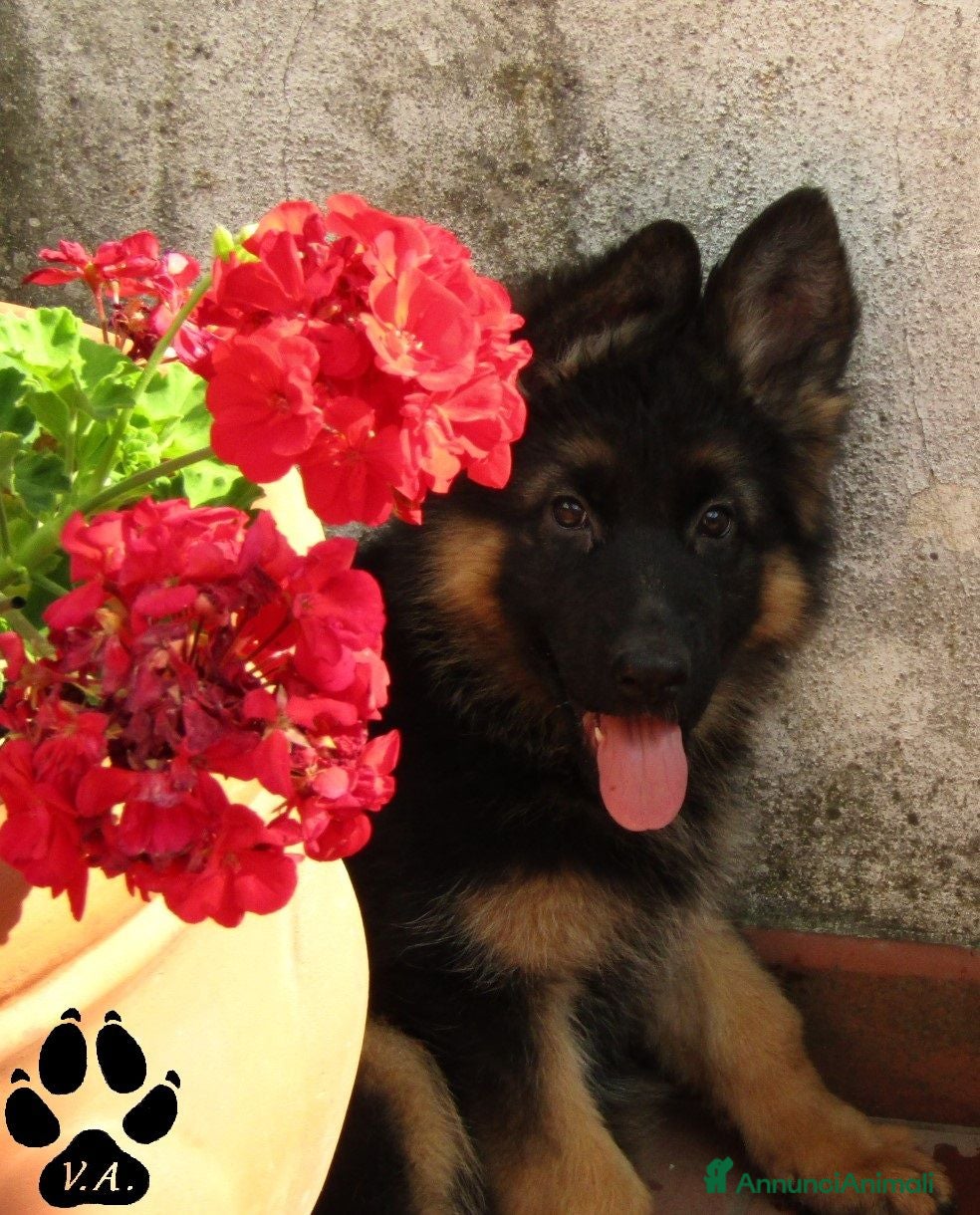 Pastore Tedesco cani Cuccioli di pastore tedesco selezionati - Annuncio 1