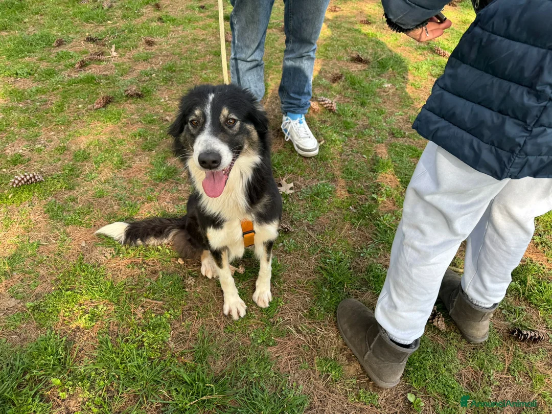 Border Collie cani in regalo: Splendida Border Collie - MILA - Annuncio 17
