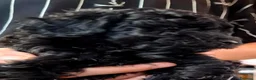 Barbone cani in vendita: Barboncino nano nero - Annuncio 3