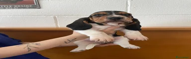Bassethound Cucciolo 4