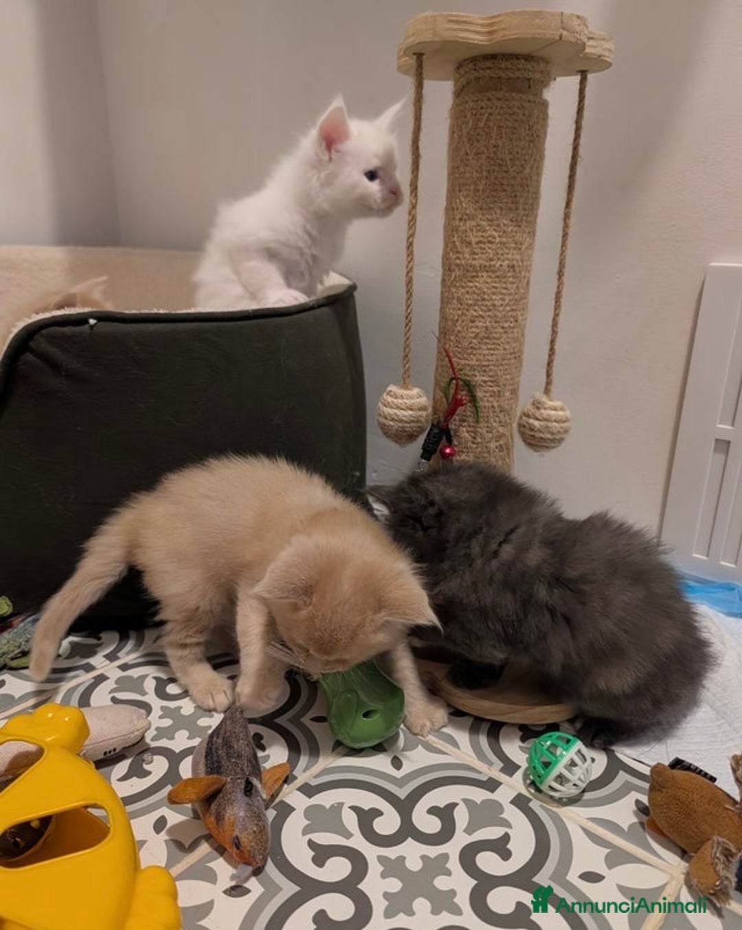 Maine Coon gatti in vendita: Bellissimi cuccioli di Maine Coon - Annuncio 10