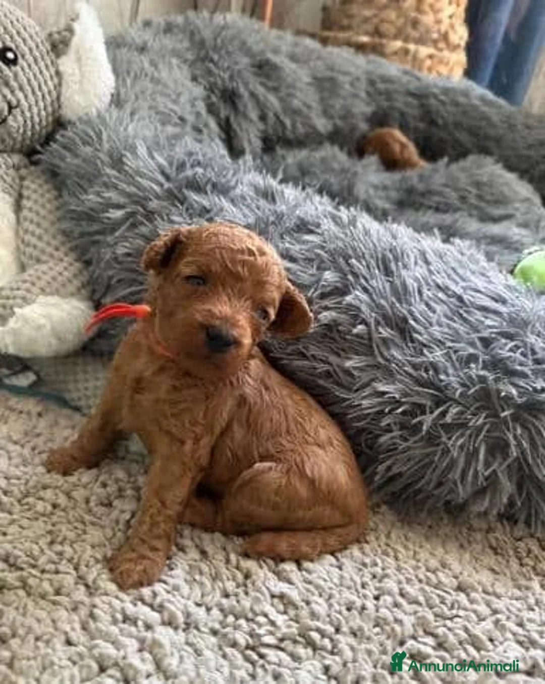 Barboncino Toy cani in vendita: Cuccioli di Barboncino Toy di Razza Pura - Annuncio 23