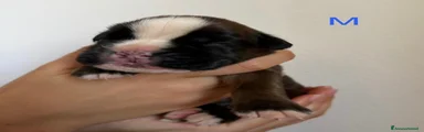Boxer 6