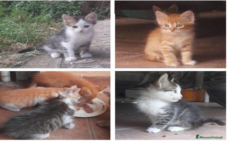Meticcio gatti a Provincia di Terni - Annuncio 16