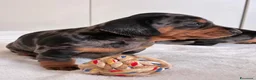 Bassotto cani in vendita: bassottina arlecchino  - Annuncio 16