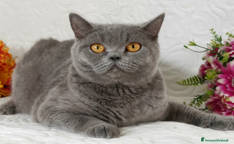 Scottish gatti a Provincia di Pavia - Annuncio 16