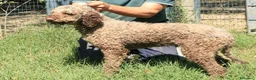 Lagotto cani in vendita: Lagotto romagnolo - maschio adulto 1 a Provincia di Ravenna - Annuncio 6