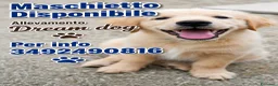 Golden Retriever cani in vendita: Cuccioli disponibili Golden Retriever allevamento  a Provincia di Lecco - Annuncio 7