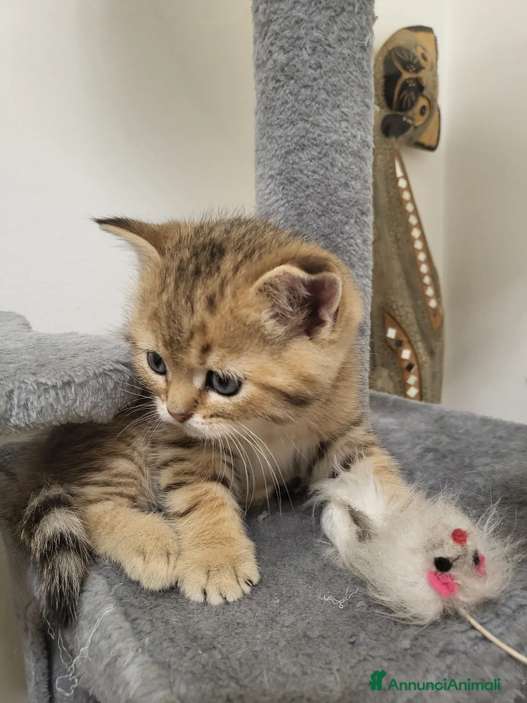 British gatti in vendita: Vendo 6 bellissimi cuccioli di british.  - Annuncio 9