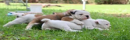 Bulldog cani in vendita: Cuccioli Bulldog Inglese con Pedigree - Annuncio 14