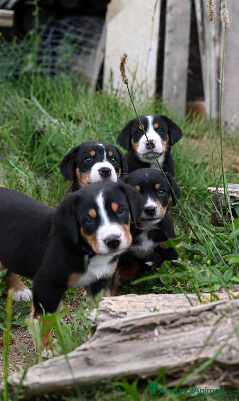 Grande Bovaro Svizzero cani 🐾 Cuccioli di Grande Bovaro Svizzero disponibili! - Annuncio 2
