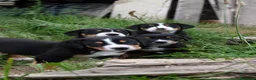 Grande Bovaro Svizzero cani in vendita: 🐾 Cuccioli di Grande Bovaro Svizzero disponibili! - Annuncio 2