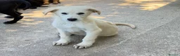 Meticcio cani in regalo: Rio   a Provincia di Modena - Annuncio 2