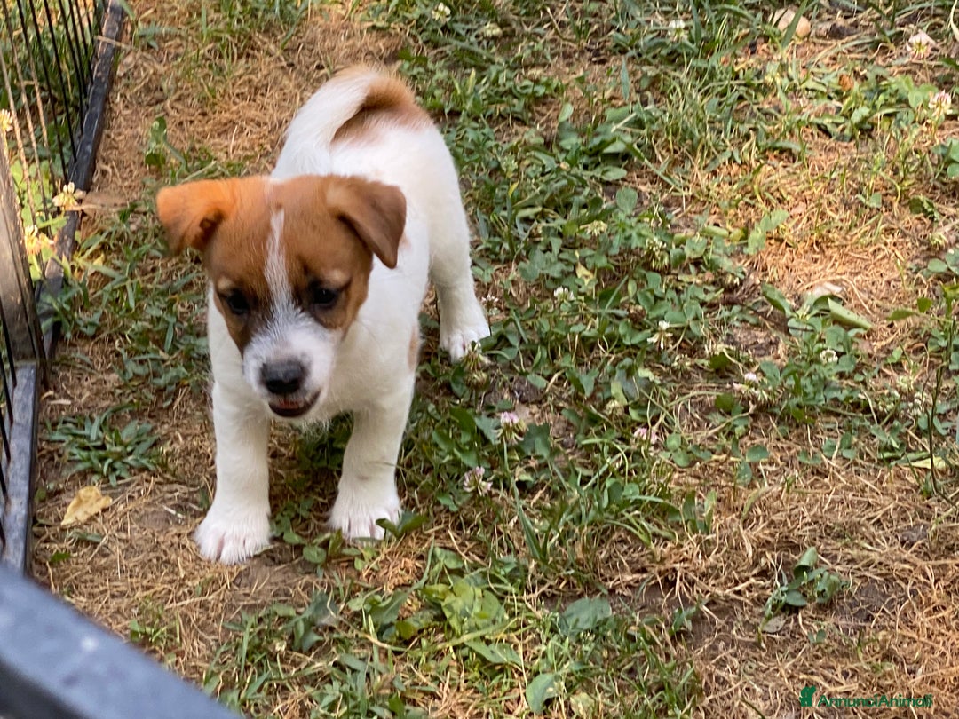 Jack Russell cani in vendita: Jack Russell pelo ruvido due mesi maschio a Città metropolitana di Milano - Immagine 11