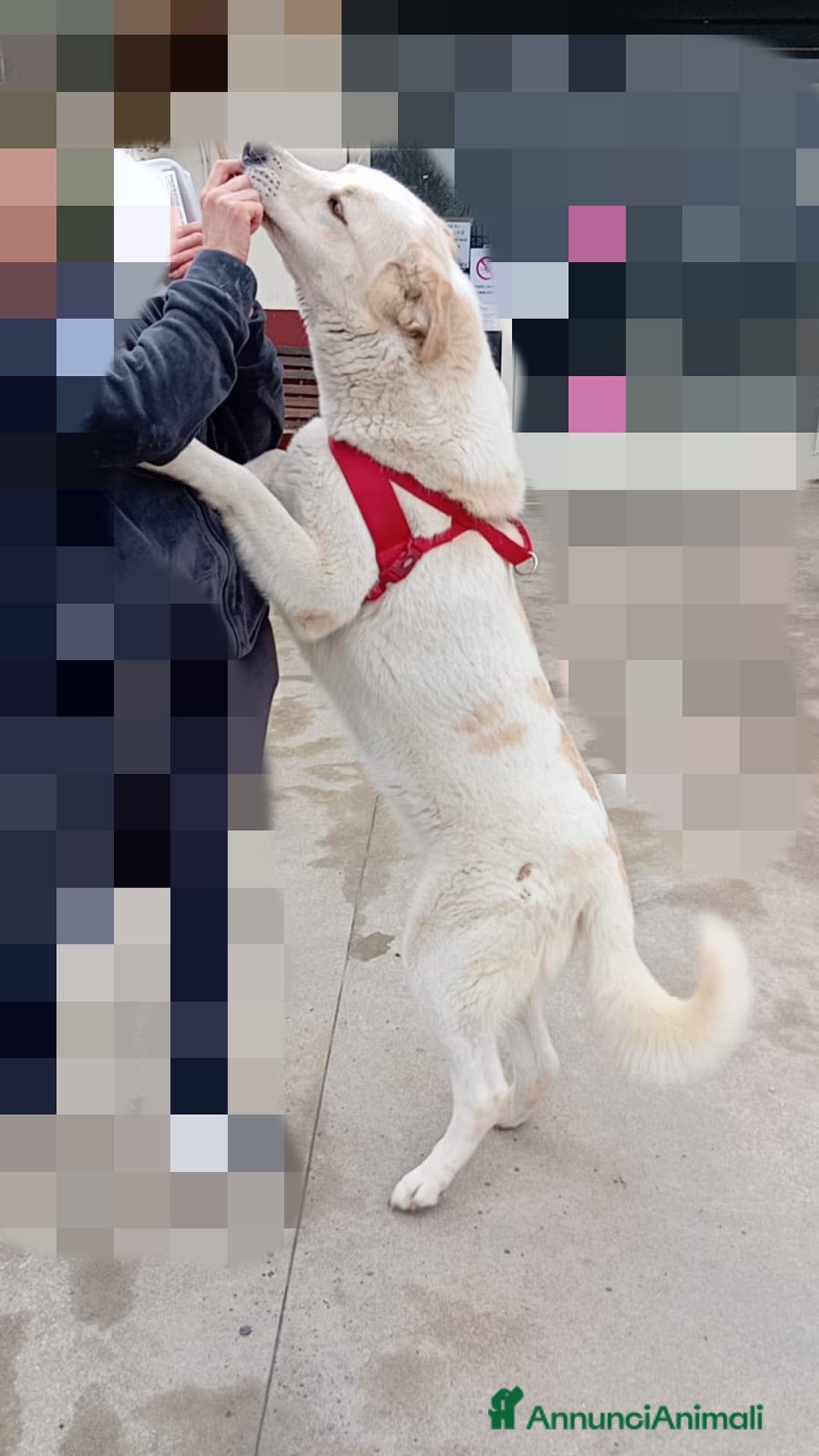 Meticcio cani in regalo: Nuage: cucciolona taglia media socievole  a Città Metropolitana di Genova - Annuncio 10