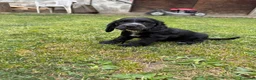 Cocker cani in vendita: Cuccioli di cocker  - Annuncio 5