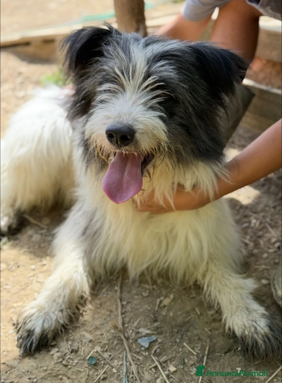 Meticcio cani in regalo: MORGAN, buffissimo cagnolone tutto pelo! - Annuncio 2