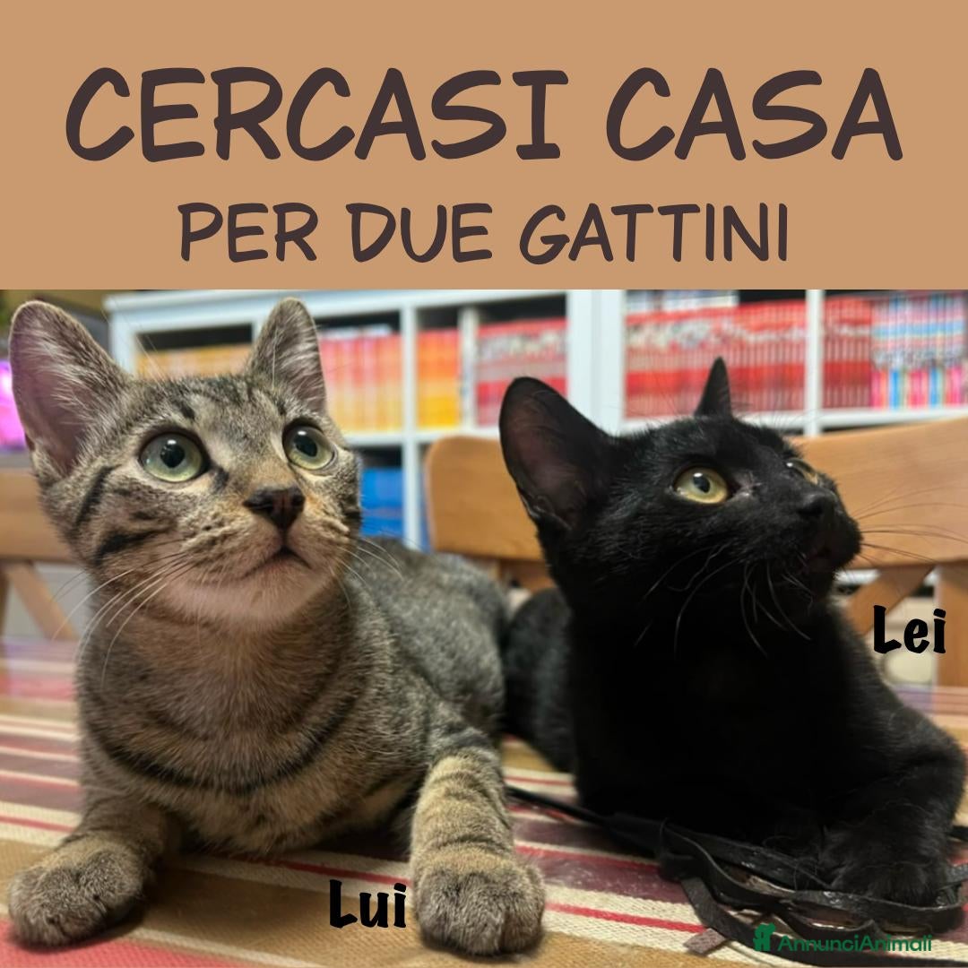 Meticcio gatti Due gattini fratello e sorella cercano casa - Annuncio 22