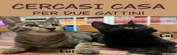 Meticcio gatti in regalo: Due gattini fratello e sorella cercano casa a Provincia di Brescia - Annuncio 1
