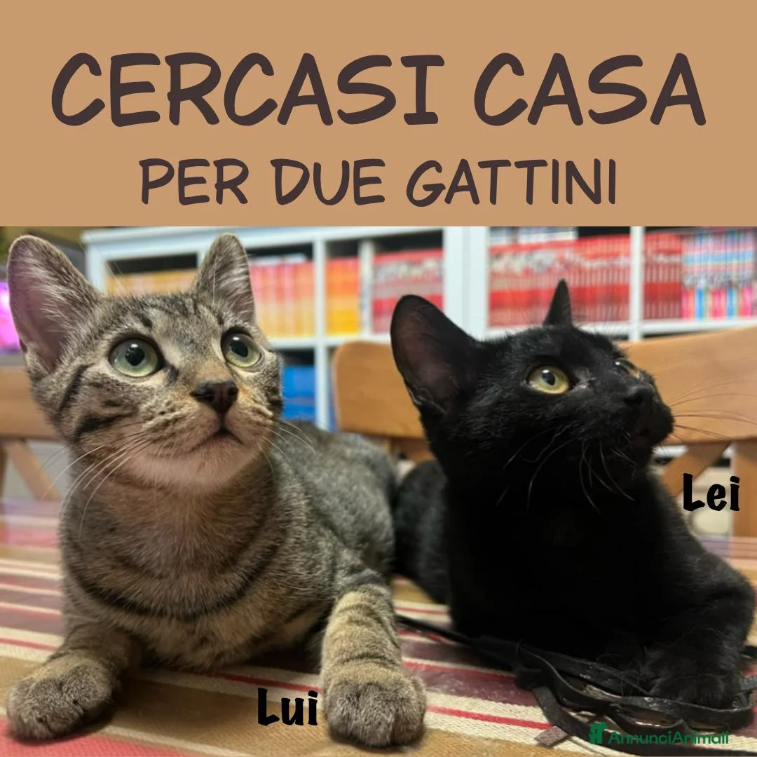 Meticcio gatti in regalo: Due gattini fratello e sorella cercano casa a Provincia di Brescia - Annuncio 1