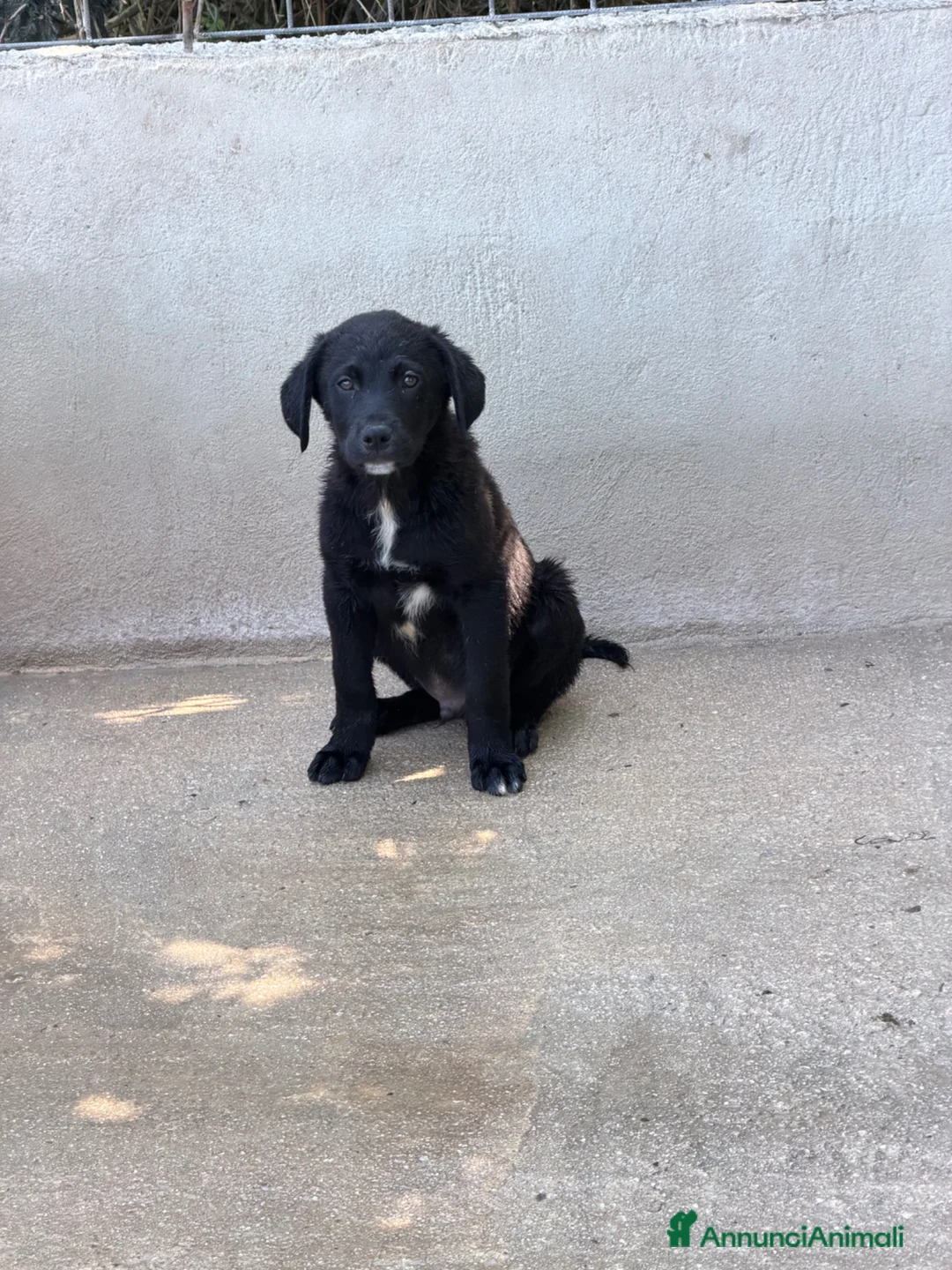 Meticcio cani in regalo: Cuccioli tg media a Provincia di Varese - Annuncio 2