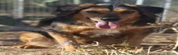 Meticcio cani in regalo: Lois adorabile cucciolone - Annuncio 9
