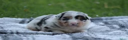 Australian Shepherd cani in vendita: Cucciolini di Australian Shepherd a Provincia di Forlì-Cesena - Annuncio 9