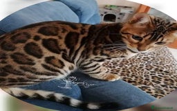 Bengala gatti in vendita: Gatto bengala  a Città metropolitana di Roma Capitale - Immagine 11