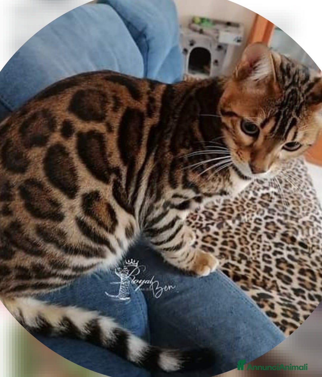 Bengala gatti in vendita: Gatto bengala  a Città metropolitana di Roma Capitale - Immagine 11