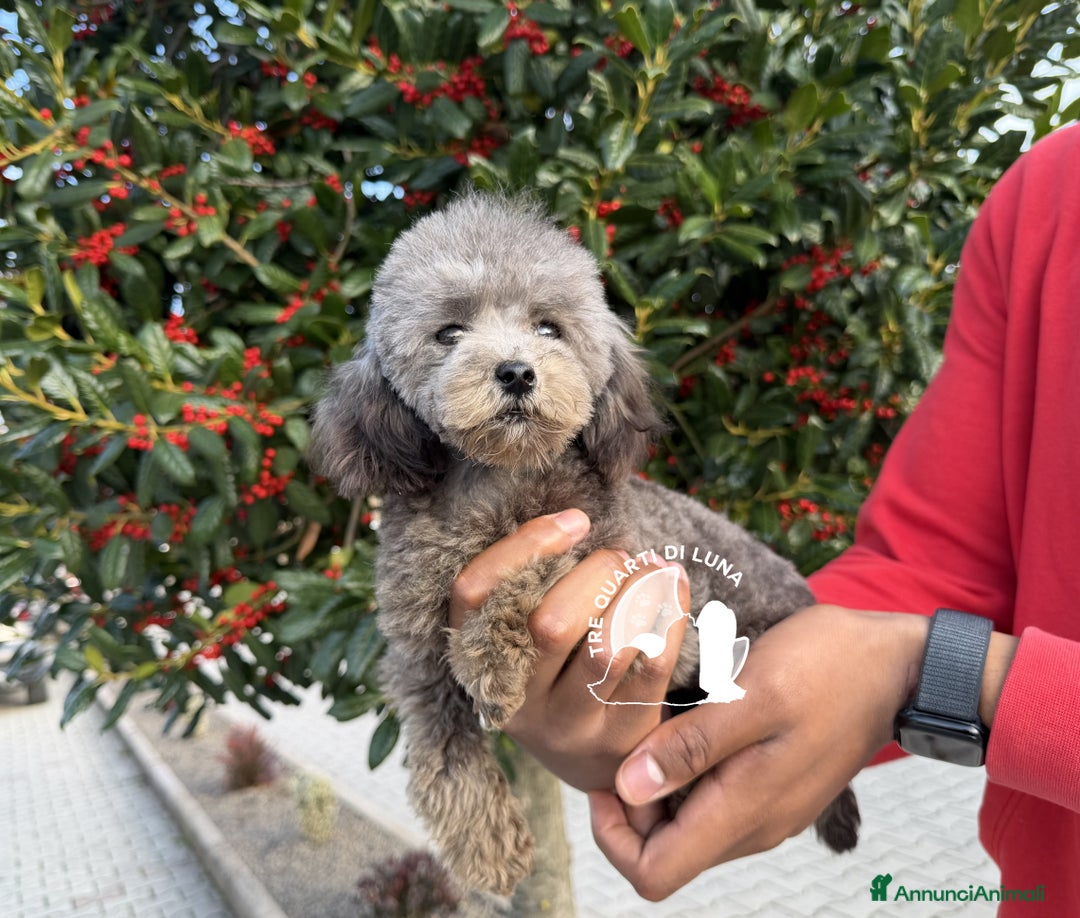 Barboncino Toy cani in vendita: Barboncino Cucciola Disponibile TREQUARTIDILUNA - Annuncio 2