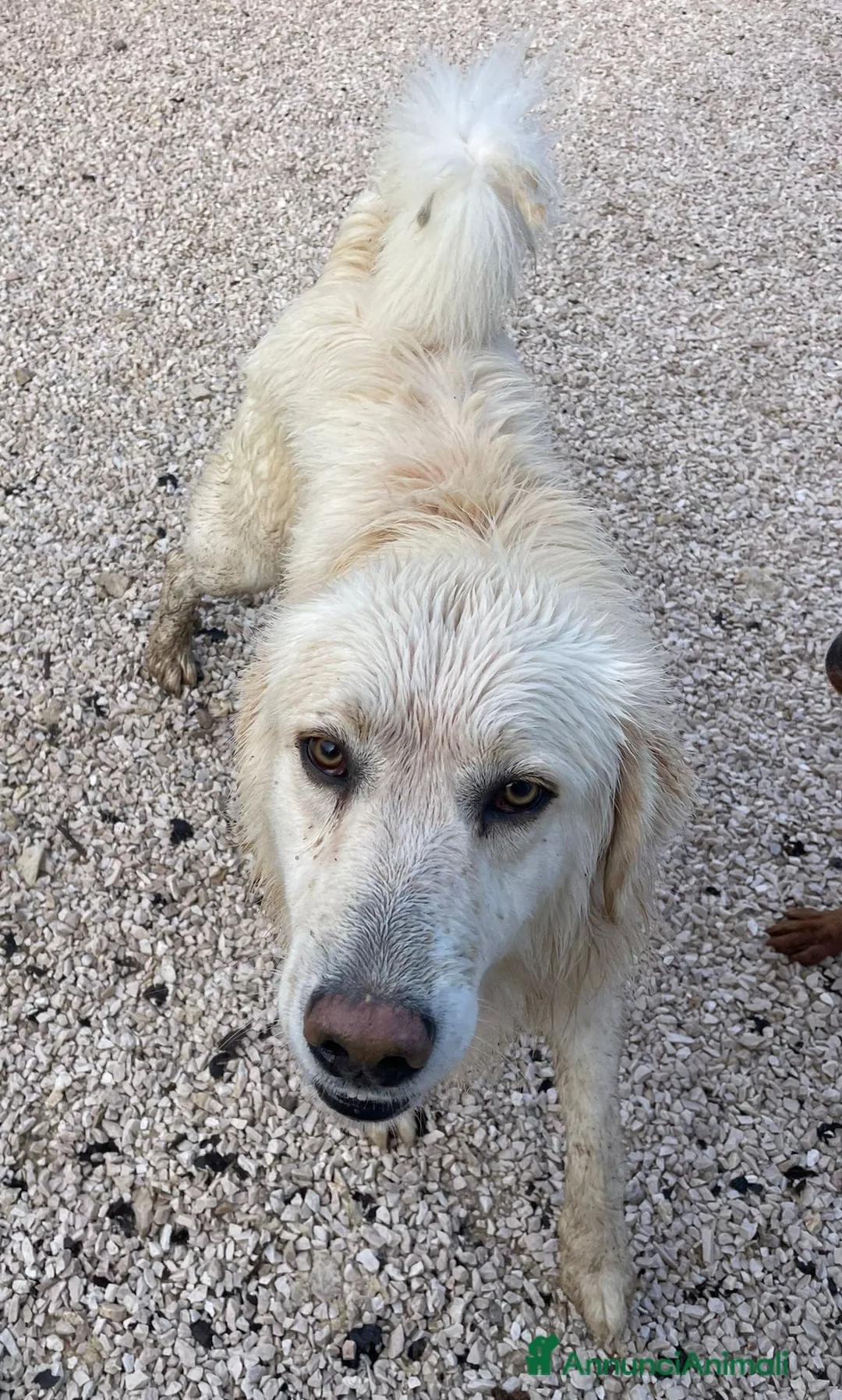 Meticcio cani in regalo: SOS LUCKY - Annuncio 1