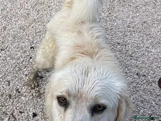 Meticcio cani SOS LUCKY - Annuncio 18