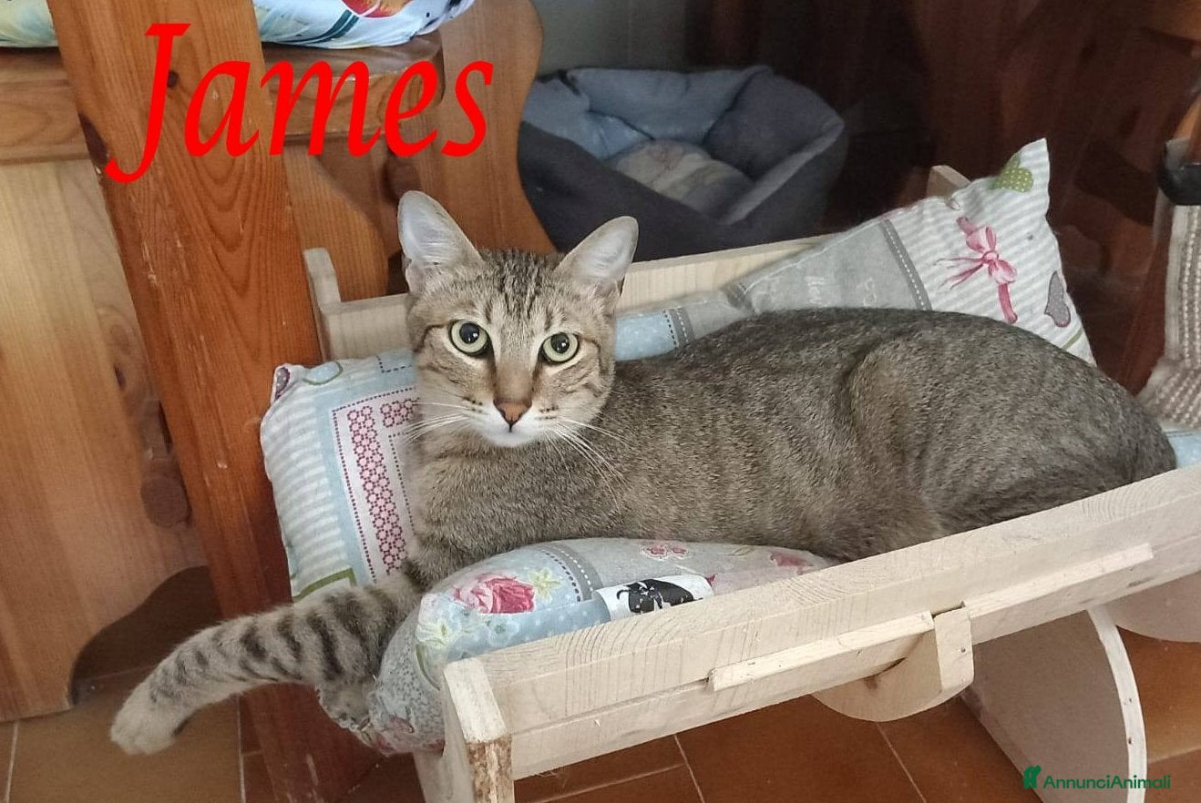 Europeo gatti Tenero micino da adottare, JAMES! - Annuncio 12