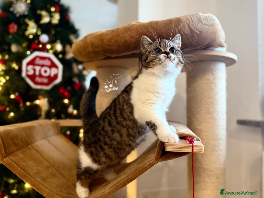 Scottish gatti in vendita: Stupeficium Amos - Scottish Straight - Annuncio 11