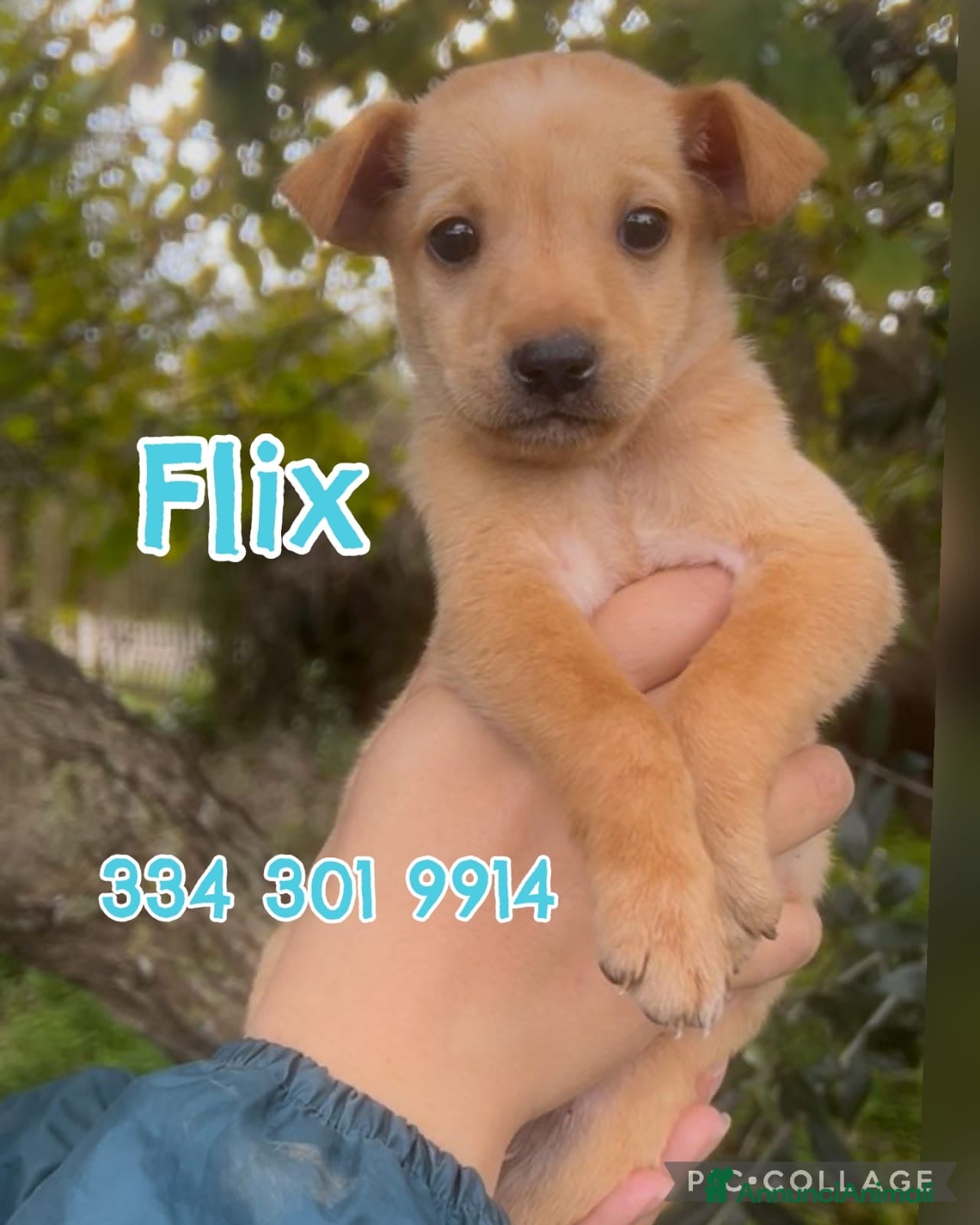 Meticcio cani FLIX 💙 - cucciolo taglia piccola cerca casa 🥰 - Annuncio 1