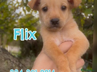 Meticcio cani FLIX 💙 - cucciolo taglia piccola cerca casa 🥰 - Annuncio 1