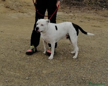 Meticcio cani Il dolcissimo Klaus cerca adozione  a Roma - Annuncio 15