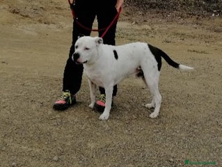 Meticcio cani Il dolcissimo Klaus cerca adozione a Roma - Annuncio 12