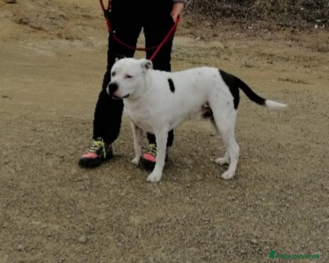 Meticcio cani in regalo: Il dolcissimo Klaus cerca adozione  a Roma - Annuncio 1