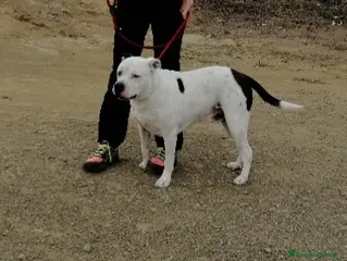 Meticcio cani Il dolcissimo Klaus cerca adozione a Roma - Annuncio 9