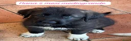 Meticcio cani in regalo: Cuccioli invisibili da salvare  a Provincia di Pistoia - Annuncio 2