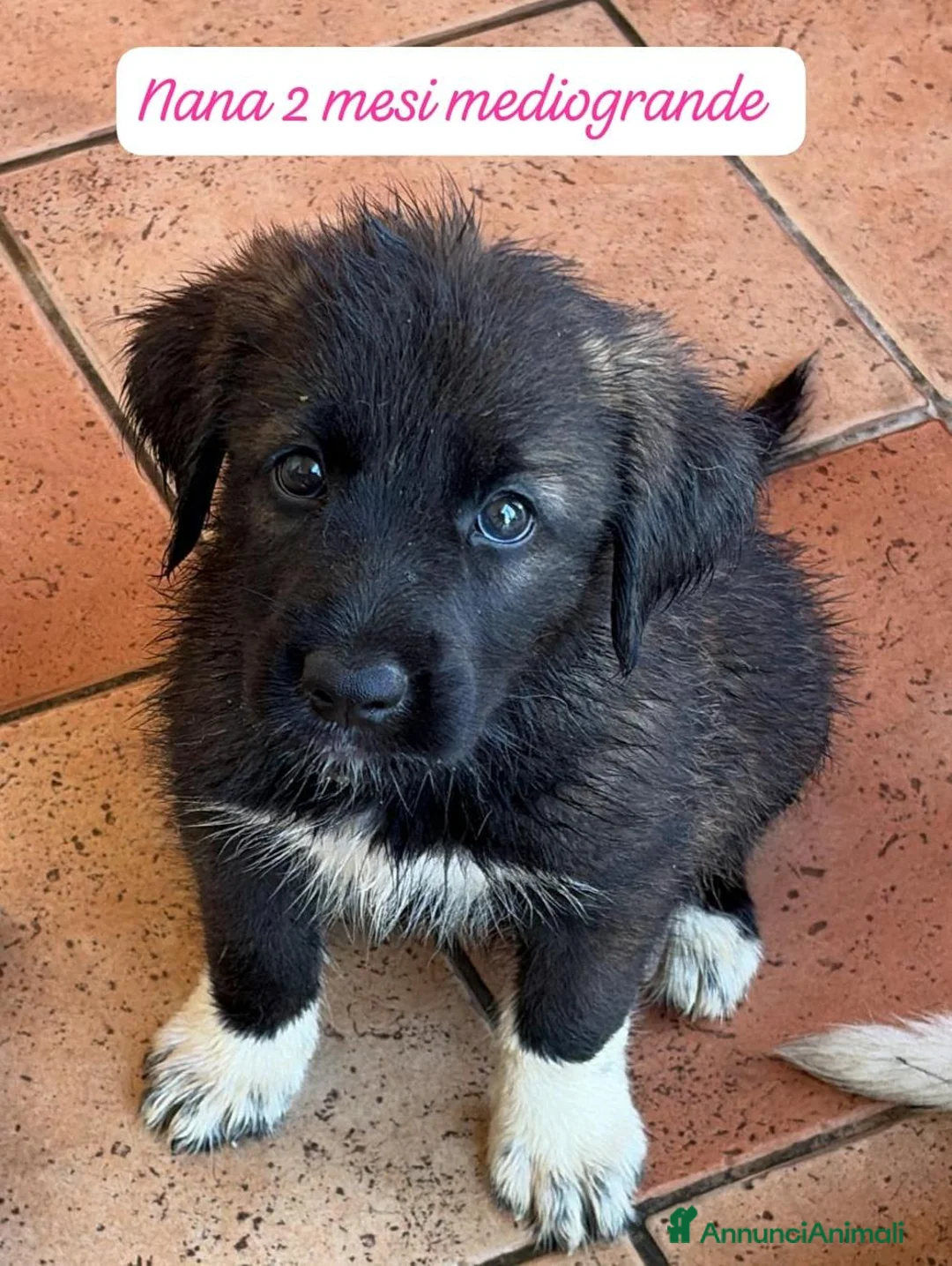 Meticcio cani in regalo: Cuccioli invisibili da salvare  a Provincia di Pistoia - Annuncio 2