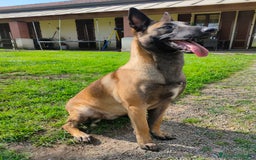 Pastore Belga cani in vendita: Pastore belga a Città metropolitana di Milano - Immagine 3